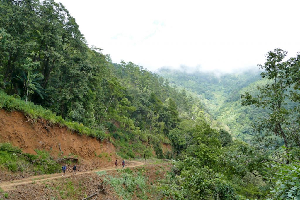 Chin State, Wanderung Tag 2, der Weg fuehrt durch schoene Vegetation