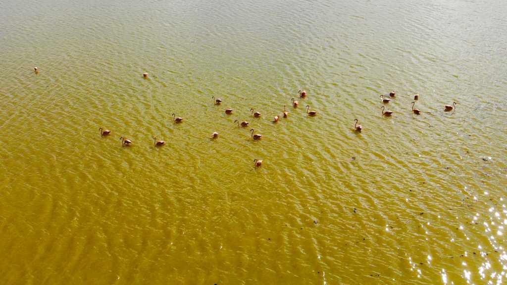 Rio Lagartos, Las Coloradas, Flamingos aus der Luft, photo rights Felix Feill