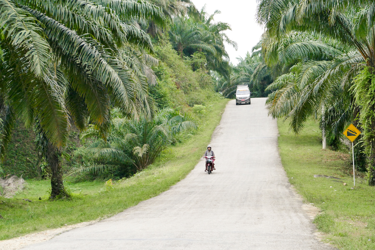 Myanmar, Tanintharyi, endlose Palmenplantagen
