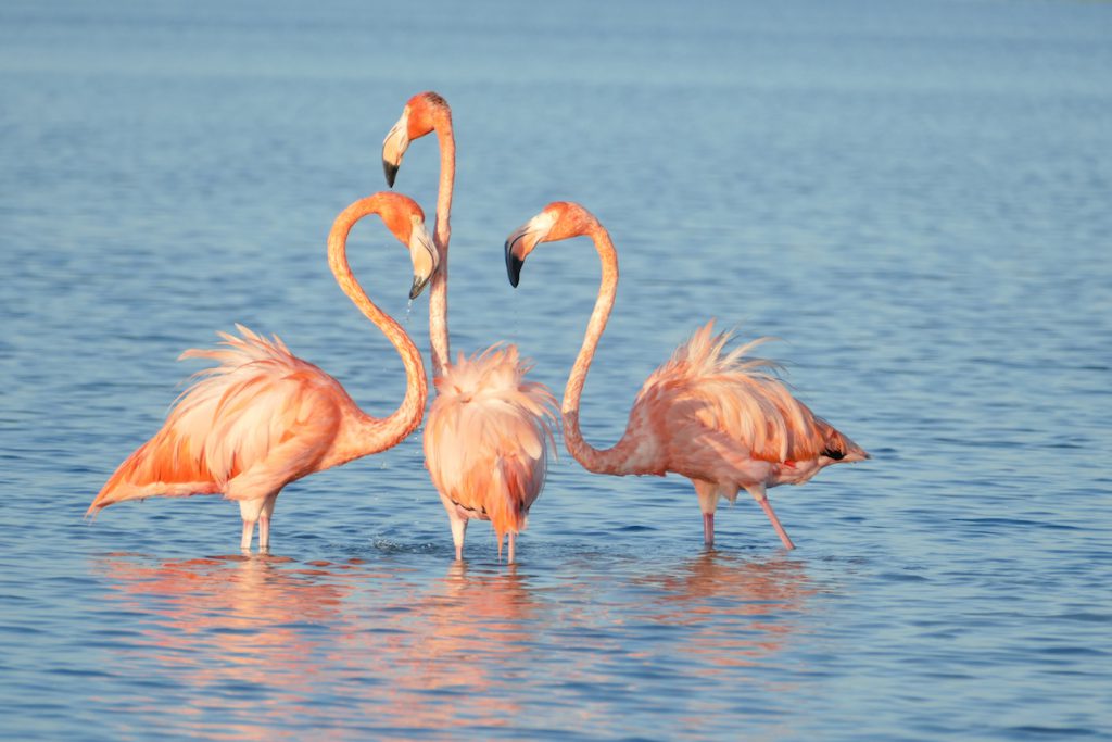 Rio Lagartos, wir sehen zum ersten Mal Flamingos in der Natur