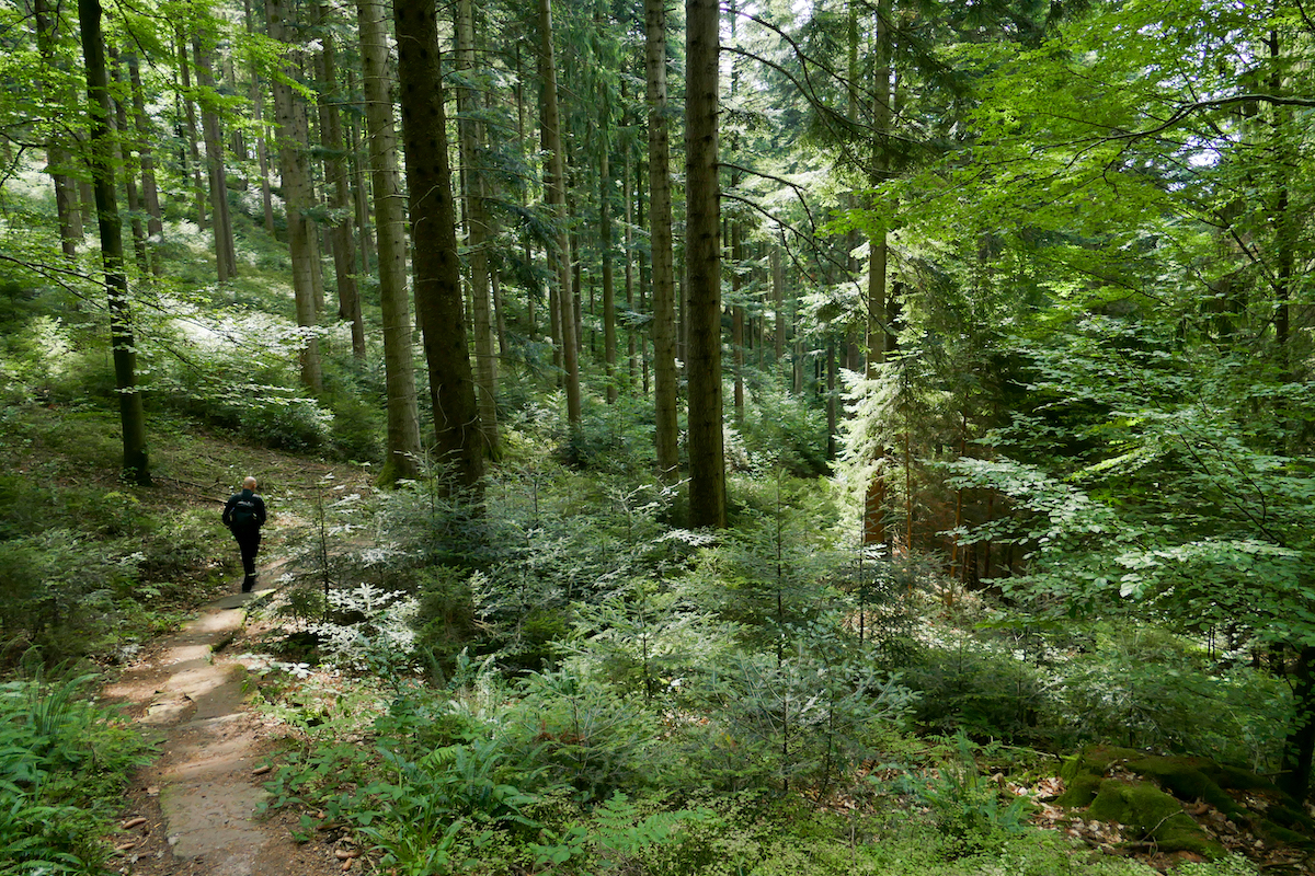 Schwarzwaldsteig, der letzte Abschnitt