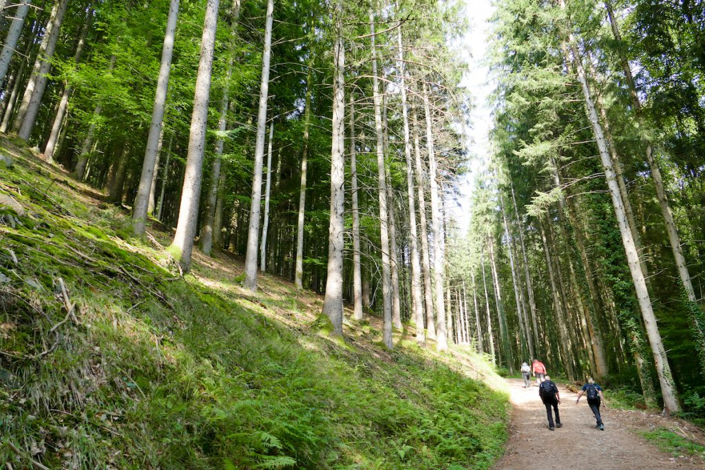 Schwarzwaldsteig, wieder geht es durch wunderschoene Waelder