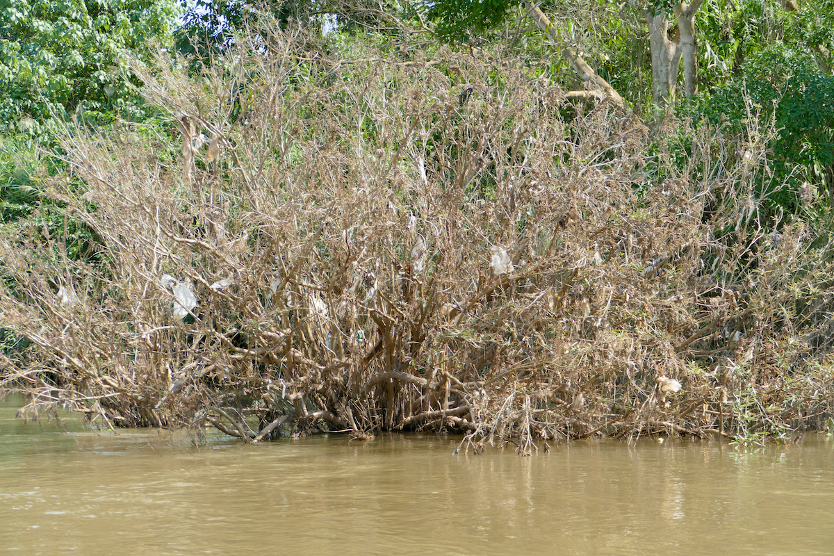 Shan State, Hsipaw, Duthawaddy River mit viel Plastik