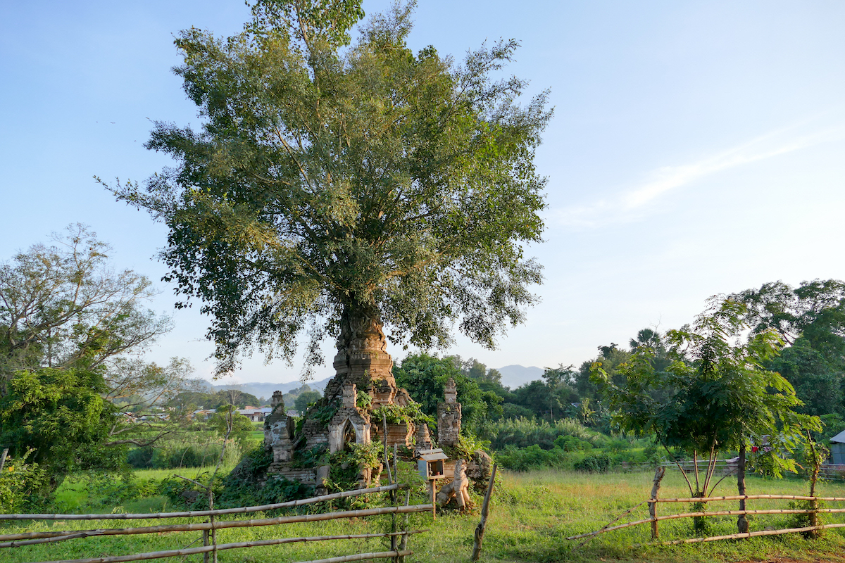 Shan State, Hsipaw, Pagaodenbaum
