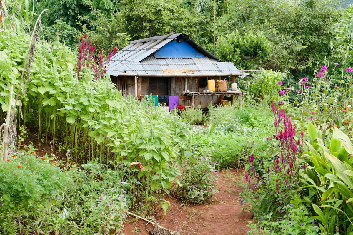 Shan State, Man Loi, Gemuese und Blumen werden direkt im Dorf angepflanzt