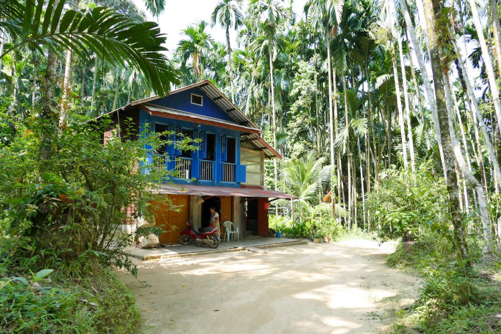 Tanintharyi, ein Haus inmitten von Betelpalmen