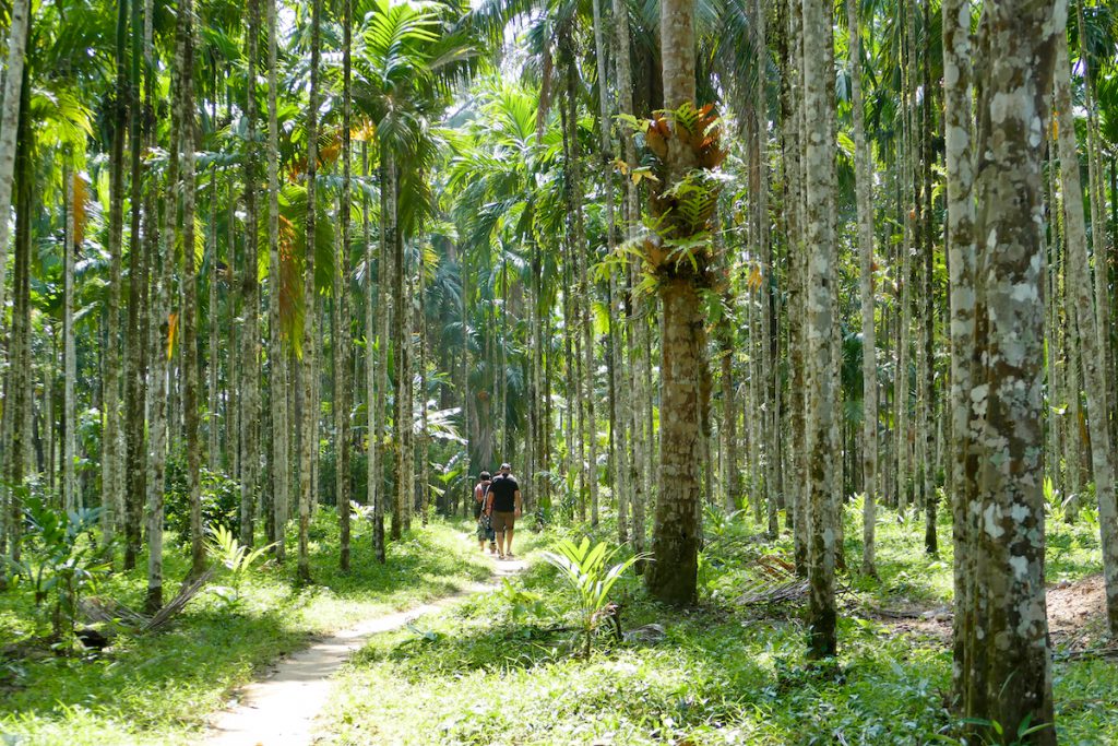 Tanintharyi, wir wandern durch einen Wald von Betelpalmen