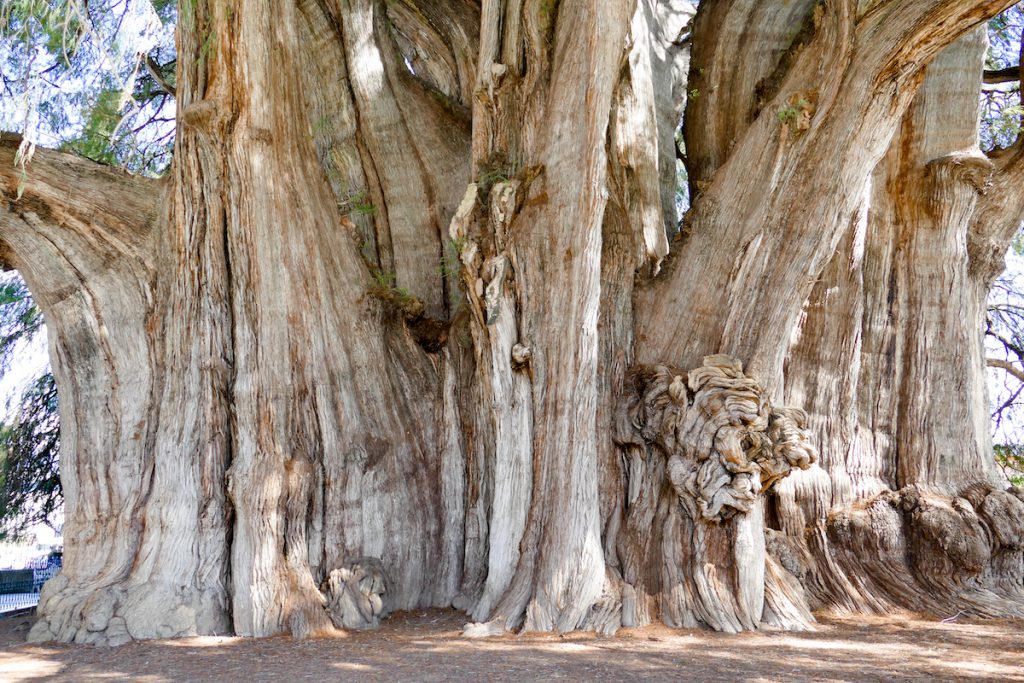 Tule, Arbol del Tule, der dickste Baum der Welt