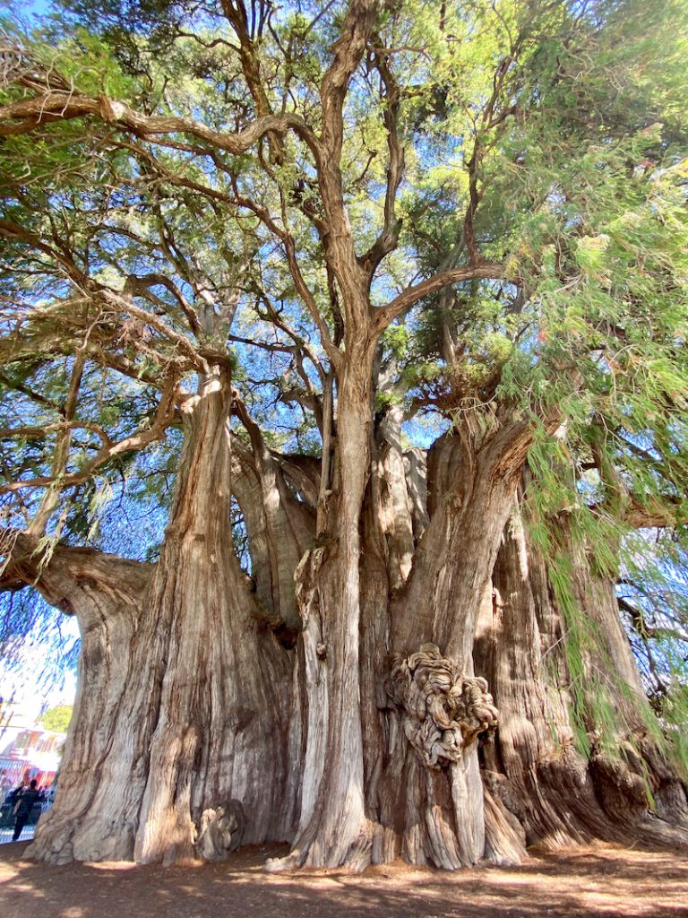 Tule, Arbol del Tule, ein wahrlich maechtiger Baum